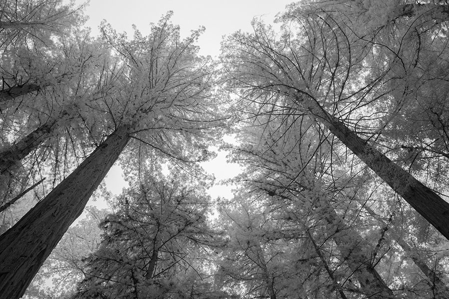 Vertical Infrared Photo of Redwoods Reaching Into Foggy SKy